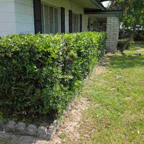 Bush Trimming by 614LawnZ  reviewed on November 19, 2025