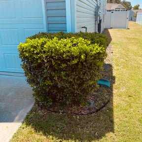 Bush Trimming by Arn's Lawn Maintenance reviewed on May 30, 2026