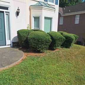 Bush Trimming by Little Truck Lawn Care reviewed on August 21, 2025
