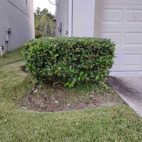 Bush Trimming by Charleston Green Team LLC. reviewed on October 21, 2025