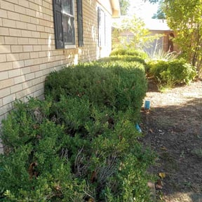 Bush Trimming by Proper Cut Landscapes LLC reviewed on November 7, 2025