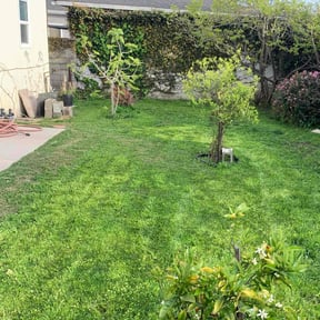 turf care by Tefel rivera reviewed on May 6, 2024