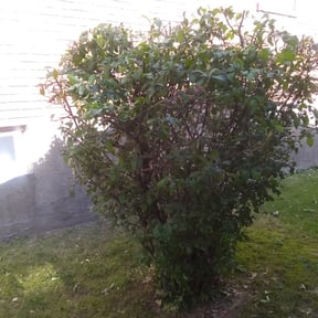 Bush Trimming by Yard doctor and More reviewed on August 19, 2025