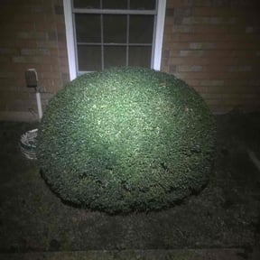 Bush Trimming by Parker N Sons reviewed on December 7, 2025