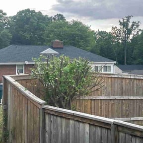 Bush Trimming by Loop's Landscaping reviewed on August 21, 2025