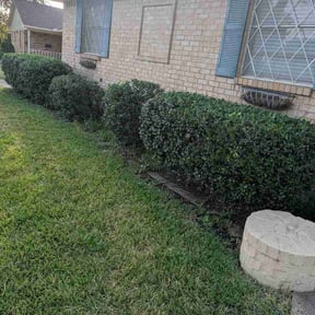 Bush Trimming by Cam’s Lawn Services reviewed on August 14, 2026