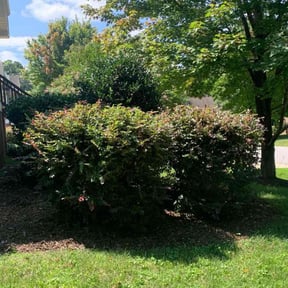 Bush Trimming by Grass KingZ reviewed on August 21, 2025