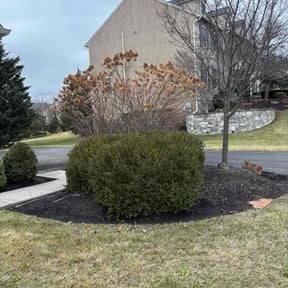 Bush Trimming by Trust Us Lawn Service reviewed on January 18, 2026