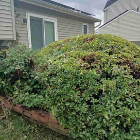 Bush Trimming by Smith Solves Situations LLC-Love reviewed on October 23, 2025