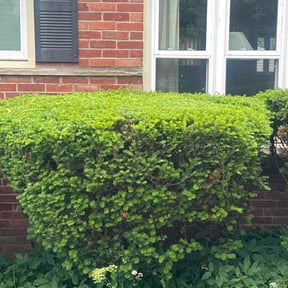 Bush Trimming by No Survivors Pest Control &amp; Lawn Care reviewed on June 20, 2026