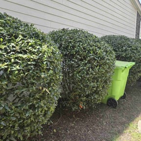 Bush Trimming by Ybarra property landscaping service LLc reviewed on August 17, 2025