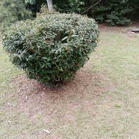 Bush Trimming by Grade A Mowing INC reviewed on November 22, 2025