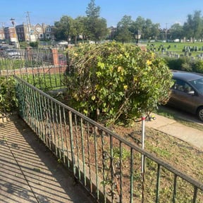 Bush Trimming by Green Guy Landscaping LLC reviewed on August 13, 2025