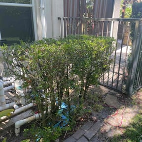 Bush Trimming by Waters Landscaping reviewed on August 25, 2023