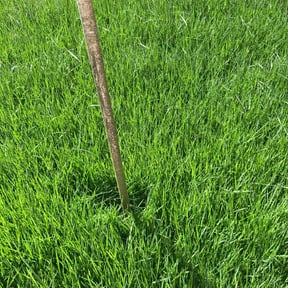 turf maintenance by Bell Services reviewed on September 15, 2024