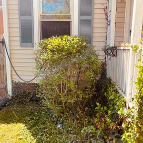 Bush Trimming by Dump Masters Elite LLC reviewed on April 6, 2026