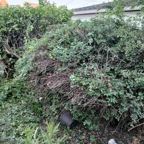 Bush Trimming by Cat's Landscaping reviewed on July 14, 2026