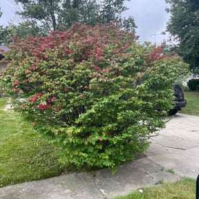 Bush Trimming by Skoots lawn care reviewed on August 18, 2025