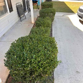 Bush Trimming by The Mowing Bro&#039;s LLC reviewed on October 19, 2025