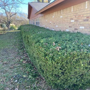 Bush Trimming by Rosedale Lawn reviewed on August 13, 2025