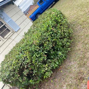 Bush Trimming by Nick&#039;s Lawn Care and Landscaping reviewed on October 23, 2025