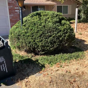 Bush Trimming by Jose Lawn service reviewed on October 21, 2025