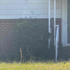 Bush Trimming by Angel Nieves reviewed on October 18, 2025