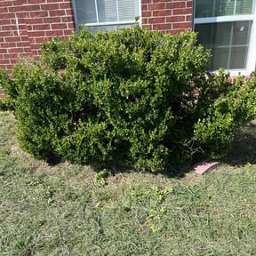 Bush Trimming by Los Sebas landscape reviewed on November 7, 2025