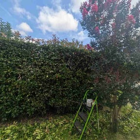 Bush Trimming by BEST Lawncare KC reviewed on June 15, 2026