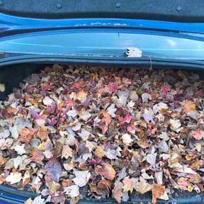 Leaf Removal by ANB Cleaning reviewed on November 20, 2025