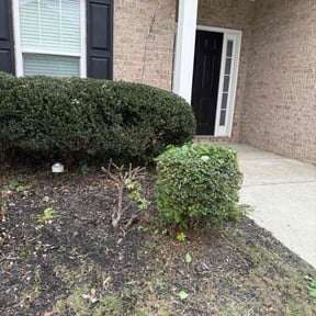 Bush Trimming by Jonathan Tomlinson reviewed on October 19, 2025