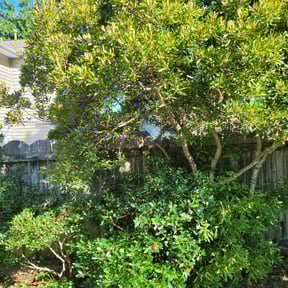 Bush Trimming by Paco's lawn care reviewed on November 25, 2023