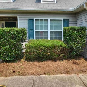 Bush Trimming by All Season Lawn Service reviewed on August 20, 2025