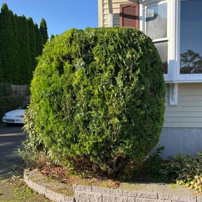 Bush Trimming by Pine Forest Lawn Care reviewed on May 3, 2022