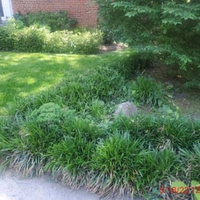 Bush Trimming by Santi landiscaping reviewed on October 22, 2025