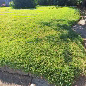 lawn care by Pete Tunis Services reviewed on August 1, 2024