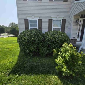 Bush Trimming by AB landscaping reviewed on October 21, 2025