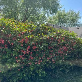 Bush Trimming by Keiths Landscaping reviewed on April 21, 2026