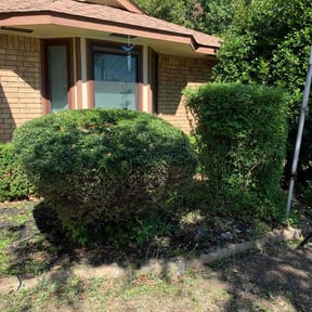 Bush Trimming by HTx Landscaping Services reviewed on August 19, 2025