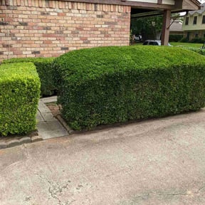 Bush Trimming by Oc Clean LLC reviewed on August 20, 2025