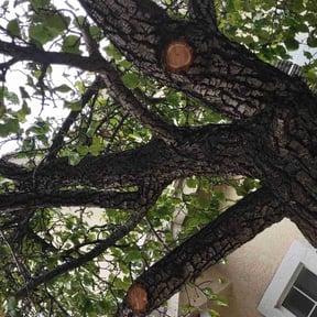 Bush Trimming by Troy's Lawn Care reviewed on August 15, 2025