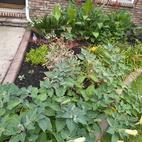Flower Bed Weeding by Bain &amp; sons outdoors services reviewed on June 27, 2026
