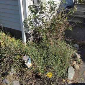 Bush Trimming by We Care Lawn Care reviewed on October 22, 2025