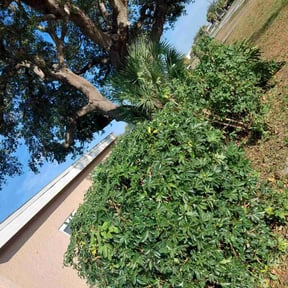 Bush Trimming by USA Lawncare Inc reviewed on December 8, 2025