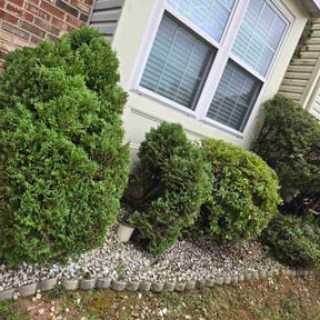 Bush Trimming by C&amp;C&#039;S Landscaping/Lawncare reviewed on October 24, 2025
