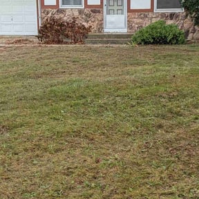 Leaf Removal by Lawn Ace lawn care reviewed on November 24, 2025