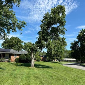 yard service by Haines Lawn Care reviewed on August 19, 2025