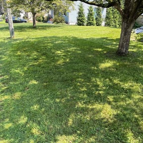 yard service by T&amp;T Complete Landscaping, LLC reviewed on November 20, 2025