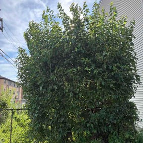 Bush Trimming by SharpLine Lawn Services reviewed on September 3, 2026