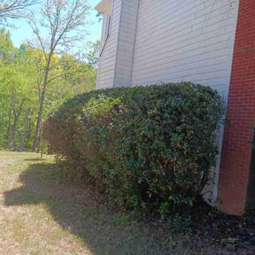 Bush Trimming by Felo pride lawn service reviewed on April 13, 2026